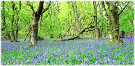 Bluebell Wood