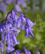 Bluebells