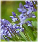 Bluebells