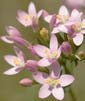 Centaury Flower