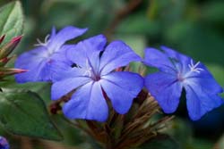 Cerato - Bach Flower Remedies Cerato - Bach Flower Remedies