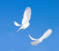 Peace Doves