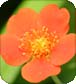 Flower Essences