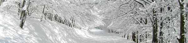 Snowy Tree Avenue