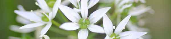 Garlic Flower