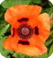 Papaver