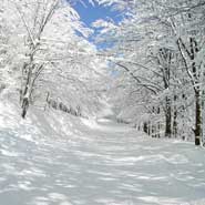 Snow Trees