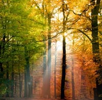 Trees