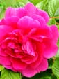 Rose Collection&nbsp;Essences