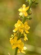 Agrimony Bach Remedy