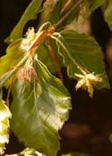 Beech
