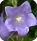 Flower Essences