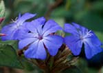 Chicory - Bach Flower Remedies