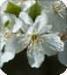 Bach Flower Remedies
