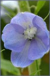 Flower&nbsp;Essences