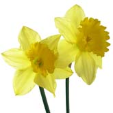 Daffodils