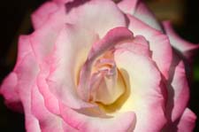 Handel Rose Flower