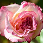 Handel Rose Flower from the Rose Flower Essences. A beautiful pink bloom with curling edges.
