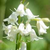 White Bluebell Flowers beautiful white bell shaped flowers