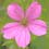 Geranium