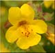 Mimulus Bach&nbsp;Flowers
