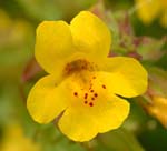 Mimulus