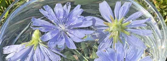 Chicory flowers floating in a bowl of water