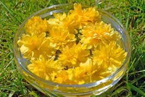 Bright yellow Kerria flowers floating in a bowl of water