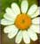 Flower Essences