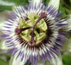 Passion Flower