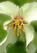 Philadelphus