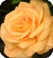 Flower Essence Pointer