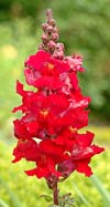 Snapdragon