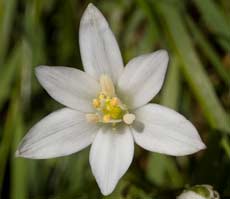 Star of Bethlehem