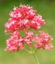 Valerian