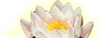 Agrimony - Bach Flower Remedies