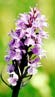 Wild Orchid