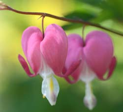 Bleeding Heart Flower