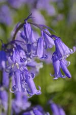 Bluebells