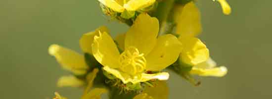Agrimony flower from the Bach Flower Remedies