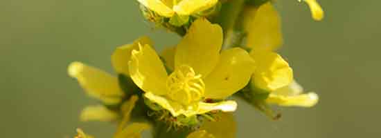 Photo of Agrimony flowers