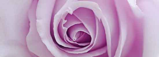 Blue Moon Rose Blue Moon Rose