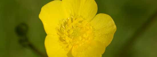 Buttercup flowers - Feeling Worthy combination