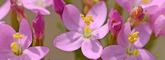Centaury from the Bach Flower Remedies Centaury flower from the Bach Flower Remedies