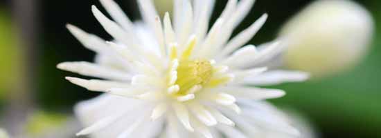 Clematis from the Bach Flower Remedies