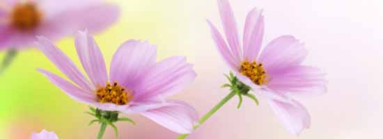 Cosmos Flower