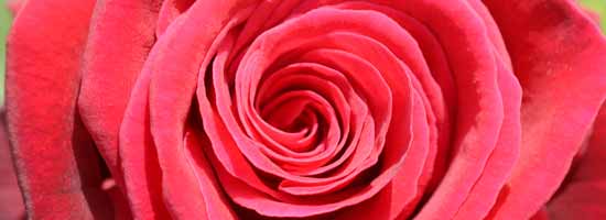 Deep Secret Rose Deep Secret Rose