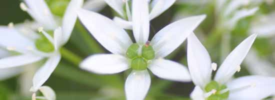 Garlic Flowers - Flower Essence Blog Wild Garlic Flowers in nature