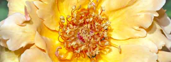 Just Joey Rose Flower Just Joey Rose Flower