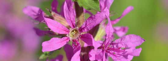 Loosestrife flower